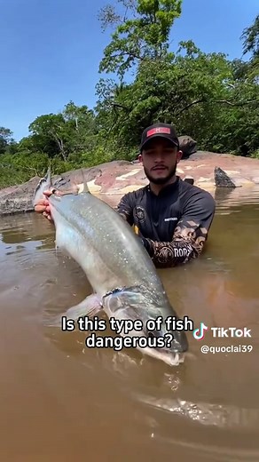 Dangerous Fish: Piranha, Stonefish, and More