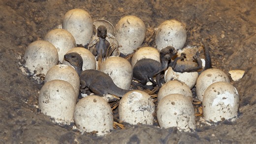 How Many Babies Did Dinosaurs Have? And Other Questionable Prehistoric Parenting Practices