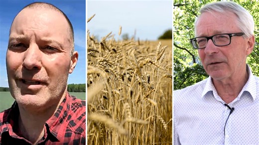Efter fjolårets svaga skörd – nu hotar värmen