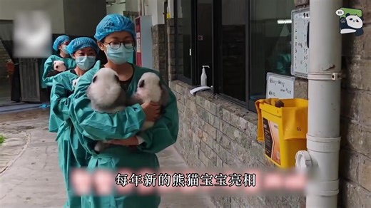 Hi Panda #cuteanimals #pandalover #giantpanda #pandasoftiktok #panda