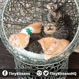 309K views · 6.8K shares | Grandpa Mason trapped under a pile of foster kittens :) (courtesy: Tinykittens) #RescueKittens | Love Meow | Facebook