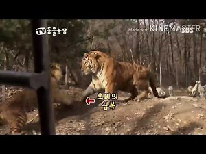 Hobbi vs Final 16 - (Bengal tiger vs Siberian tiger)