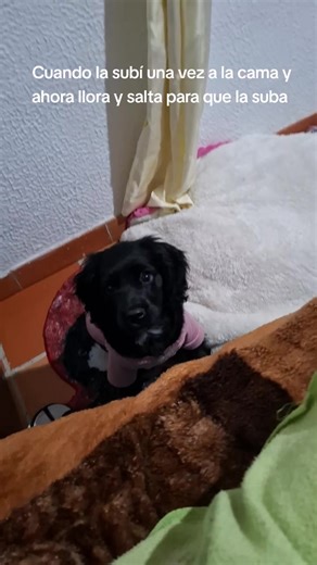 Cocker Spaniel Llora Por Subirse a la Cama