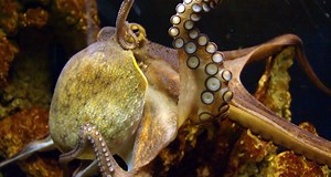 How an octopus keeps itself out of a tangle | Science News
