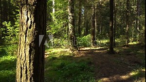 Shady forest on a sunny day. Sunlight penetrates into the thicket of the forest. The camera pans from left to right. Ideal for content about travel, the beauty of nature and environmental protection.