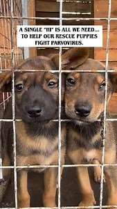 Your simple “Hi” can help us raise urgent funds for parvovirus treatment for our rescue puppies. | Angels Safe Haven