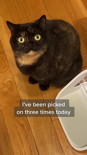 Look at the size of it #catsoftiktok #foryou