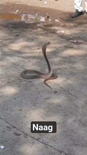 MOST VENOMOUS SNAKE #shorts #snakevideo #youtubeshorts #ytshorts #reels #trending #viralshorts #love