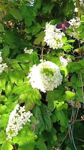 2026•5•28•♬•☀朝日を浴びる柏葉紫陽花🌿先端まで咲いてきました😽撮影📲携帯🥰婆の庭の花ﾖﾘ