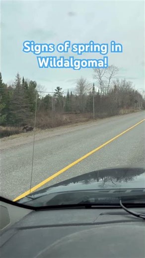 Signs of spring! Keep your eyes open.