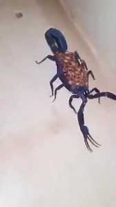 🦂🔵 ¡Alacrán gigante y azul sorprende en Coahuila! 😱 Un extraño alacrán de gran tamaño y color azul fue captado en una casa de San Pedro, Coahuila, causando impacto por su apariencia y por llevar crías en el lomo 👀. Se trata del Centruroides gracilis, también conocido como alacrán prieto o azul, una especie que puede medir hasta 15 cm y habita en zonas cálidas y secas 🌵. Aunque su veneno no es letal, puede causar dolor intenso, hinchazón y hasta espasmos, especialmente en niños. 💬 La imagen