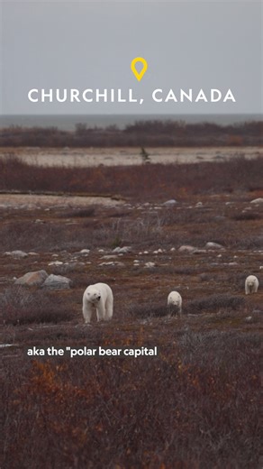 Even when you're staying in Churchill, Canada—the polar bear capital of the world—getting a chance to see any bears is a matter of luck, as travel journalist Stephanie Vermillion found out. And if you're especially lucky, the northern lights might also make an appearance. See more of the polar bear capital: https://on.natgeo.com/BRFB01272026 | National Geographic Travel