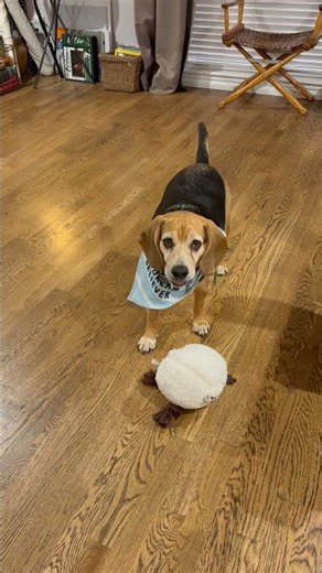 This Beagle Was NOT Having It 📵🐕#shorts #beagle