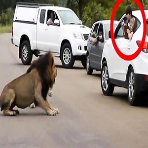 251K views · 3.1K reactions | O Leão Mostra Aos Turistas Por Que Você Tem Que Estar No Seu Carro - Animal Future | Animal Future | Facebook