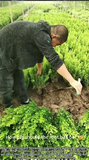 Digging Boxwood with Root Ball for Higher Survival! 🌱