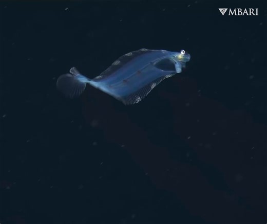 14K views · 806 reactions | We're officially making Flatfish Fridays...