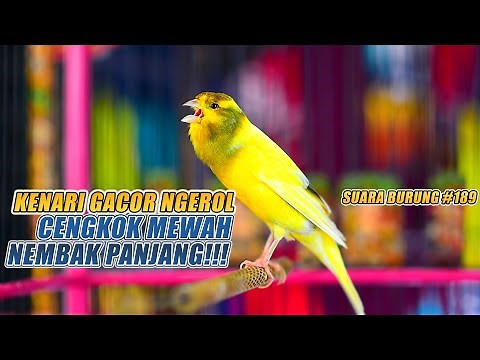SUARA BURUNG |189| Kenari GACOR PANJANG INI Cocok untuk Masteran KENARI PAUD dan Kenari Macet BUNYI