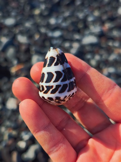 Exploring Shells on Hawaiian Beaches 🐚