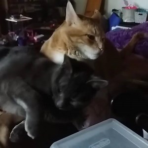 What a cute couple! 😌 | Cat Vines