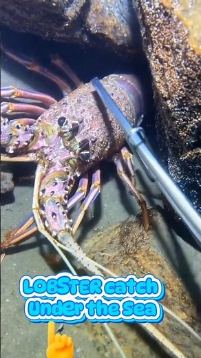Lobster Catch Under The Sea 🦞 ​#Nature #SeaLife #Lobster #Wildlife"