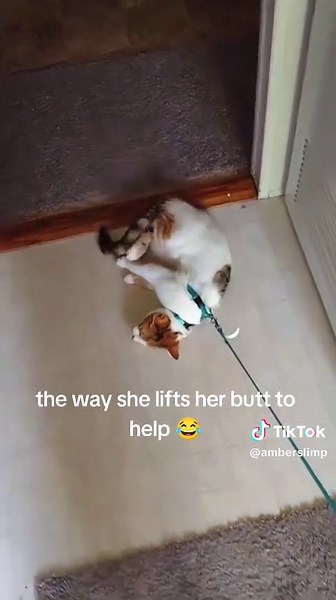 Cat on a Leash: Hilarious Moments with Pumpkin