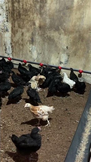 Hen farming | build your idea⚡️ |