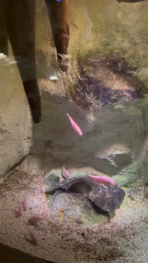 Pink cave fish are so relaxing to watch 😍 #Aquarium #FishTok #Relaxing #Nature #Shorts