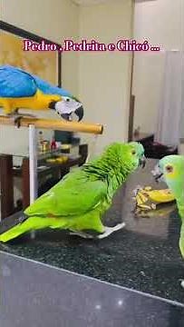 Papagaios Falantes e Arara - Resenha dos Pets com a mamãe