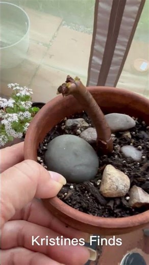 Jade Plant Growth | Jade Plant Care | Repotting Plants | Plant Cuttings #jadeplantcare #ytshorts