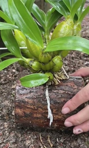 Amazing method!! dendrobium nobile orchid plant with simple techniques video🌱🌵🌱🌱 #orchid #plants