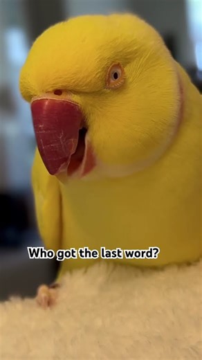 He doesn’t like being called chicken 😂
