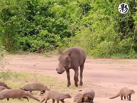 动物联手互利互惠 #动物的迷惑行为 #科普一下#我在抖音涨知识