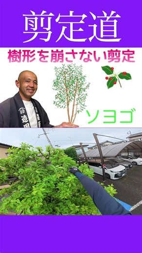 樹形を変えたくない《ソヨゴ剪定》ポイントを押さえれば大丈夫です！！ #庭木の管理 #庭作業 #剪定方法 #切り戻し #庭木の手入れ #庭木の剪定 #植物 #初心者 #ガーデニング