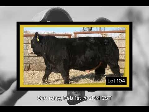 Springer Simmentals | February 1, 2025