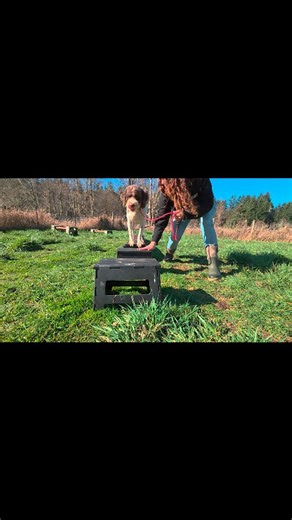 A little proprioception work with Odin to help him dial in and gain a better sense of his body and where he is in space 🐾 He has been working so hard to improve his coordination, balance, and motor skills while learning to slow down and think about his surroundings. He had a pretty good habit of kicking into four paws drive and pummeling into things, injuring himself or others in the process. It's so good to see this guy learn to make mindful and polite choices. #boardandtrain #lagottoromagnolo