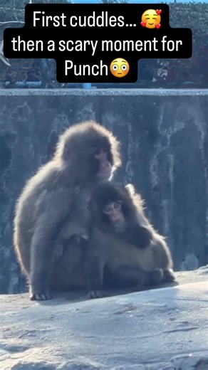 Punch’s Friend Suddenly Pushed Him #punch #monkey #japan #animals #punchy #panchi #punchkun #viral