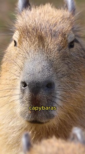 5 Amazing Facts about Rodent _ 5 crazy Rodent facts _reptilefacts #viralanimals #animals #animalreels #explorepage | My Amazing World | Facebook