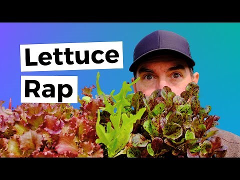 Everything You Should Know About How to Grow and Divide Lettuce Plants