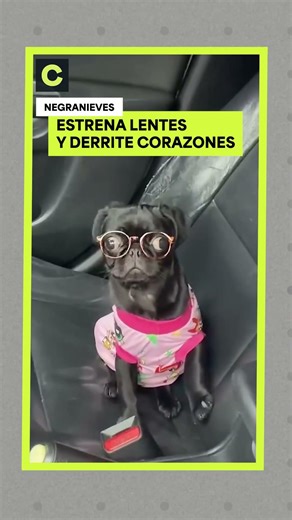🐶 Negranieves estrena LENTES y el resultado es ADORABLE.