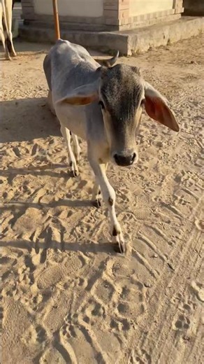 Cow baby running video 🐮 #cow #shorts #viral #trendingshorts