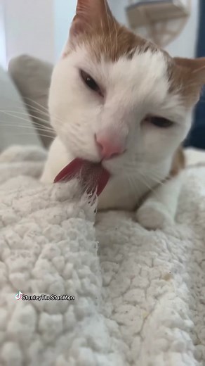 Doggy doggy #catsoftiktok