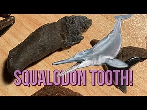 Did I find a Squalodon tooth?!?!