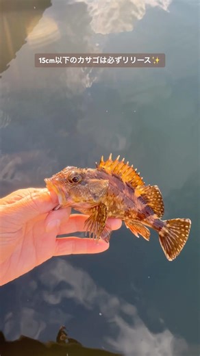 カサゴは成長が遅く、それほど行動範囲が広くない魚。資源保護のために15cm以下のカサゴはリリースしてあげてください #short #fishing