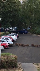 Diviaky z Karlovej vsi...... aj v hlavnom meste je príroda | Polovacky.com