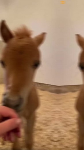 Horse Interactions: Babies and Adults in Motion