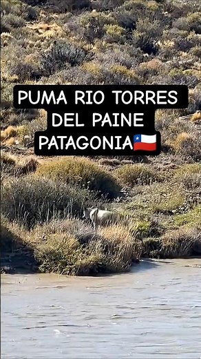 puma river lake Patagonia Torres del Paine #wildlife #torresdelpaine #patagonia #puma #nature