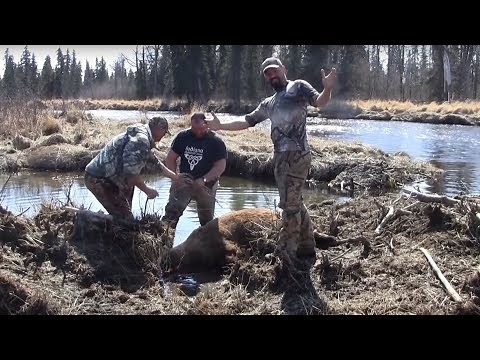 Brown Bear Hunting on the Alaska Peninsula with Outdoors International