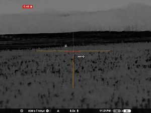 Phillips vole squeak yote