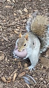 Mother squirrel comes down to get her baby | Animal Lovers