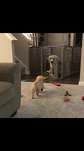 Oh heck I’m late and I’m caught. 🥹🤣😓 | Charlie, Bodie, and Riggs